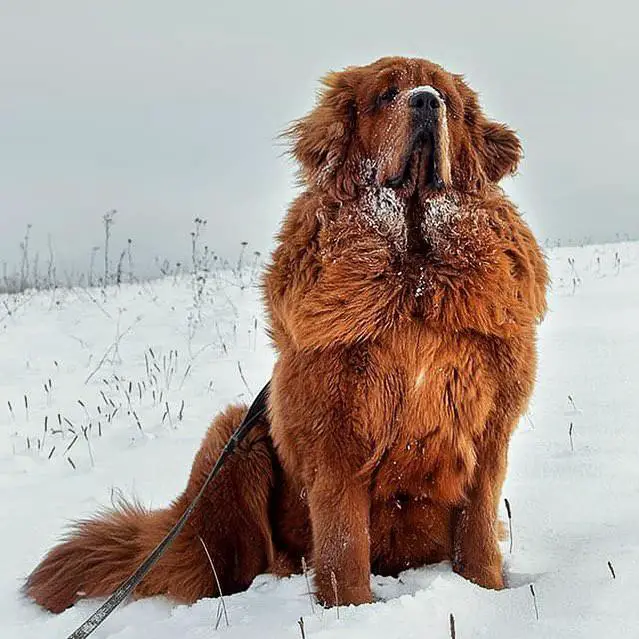 A large Mastiff sitting in snow