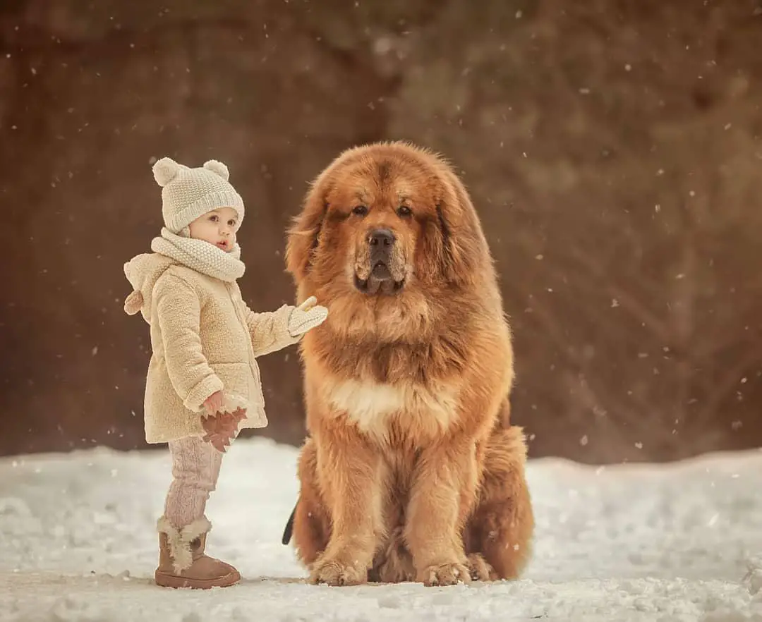A large Mastiff sitting on snow with a kid standing beside him