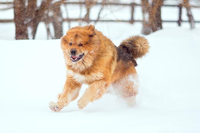 A Mastiff running in snow