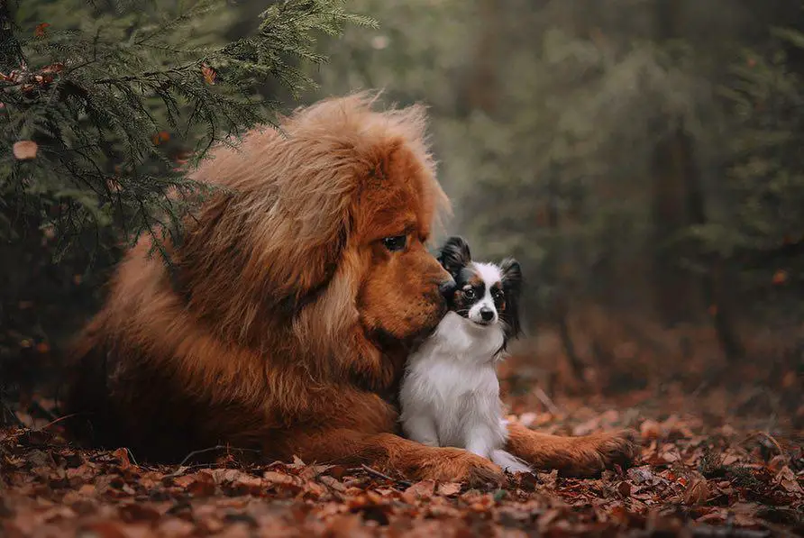 A Mastiff lying in the forest beside a small dog sitting next to him