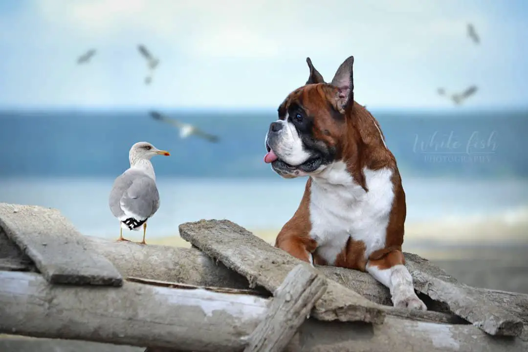 A Boxer lying on top of the laid ladder made of wood with a bird next to him at the beach