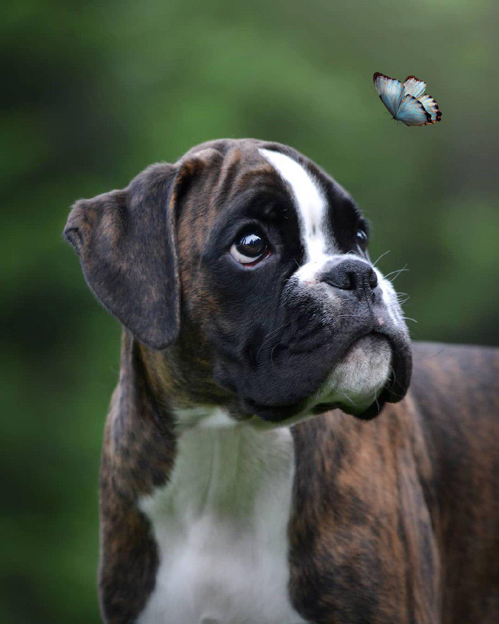 A Boxer puppy staring at the butterfly flying on top of him
