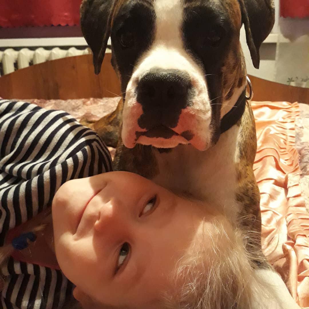 A Boxer lying on the bed while a little kid is lying down in front him