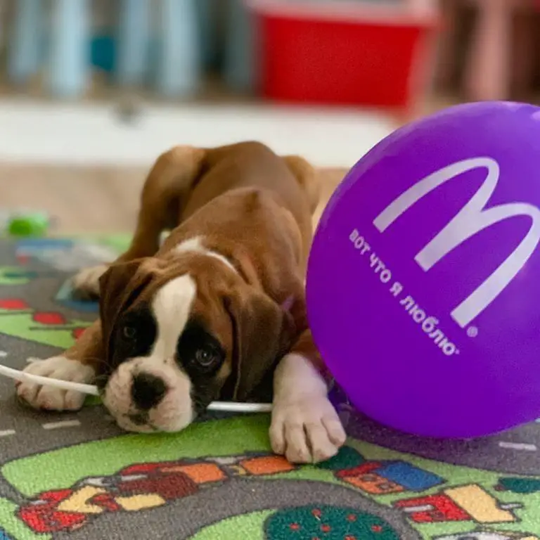 A Boxer puppy lying on the carpet while biting the stick of the balloon