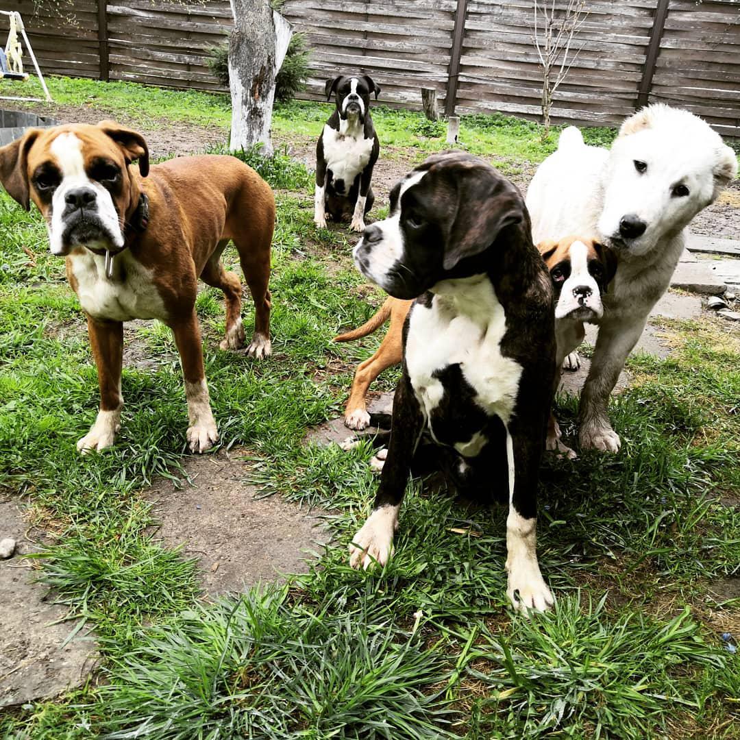 four Boxer dogs in the yard and with another breed of dog
