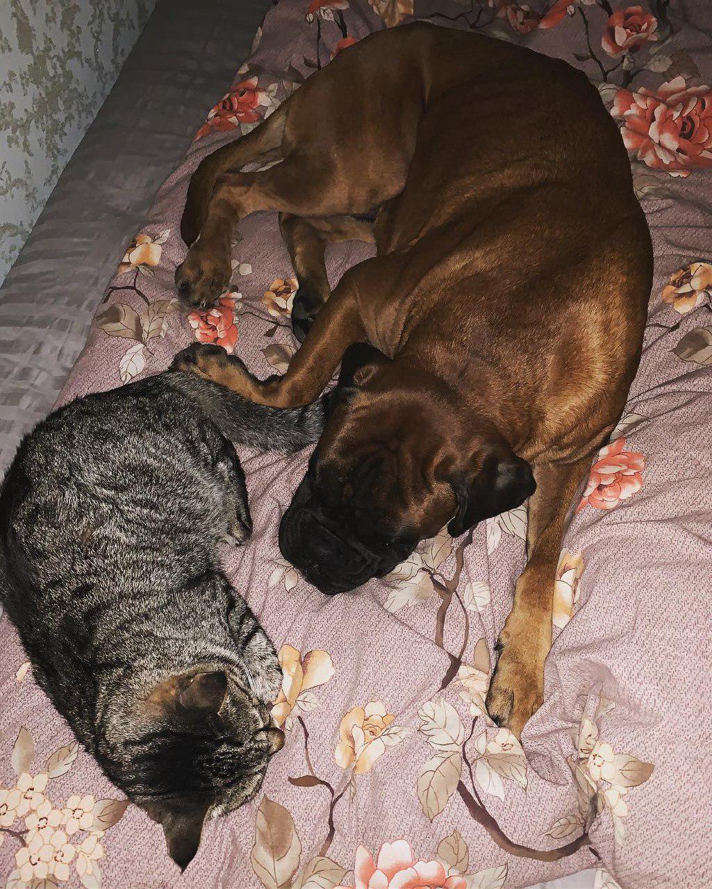 A Boxer dog sleeping on the bed together with a cat