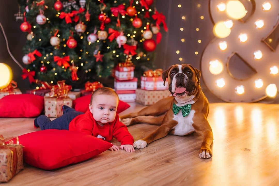 A Boxer dog lying on the floor next to a baby and with a christmas tree behind them