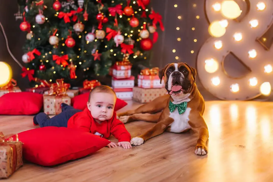 A Boxer dog lying on the floor next to a baby and with a christmas tree behind them