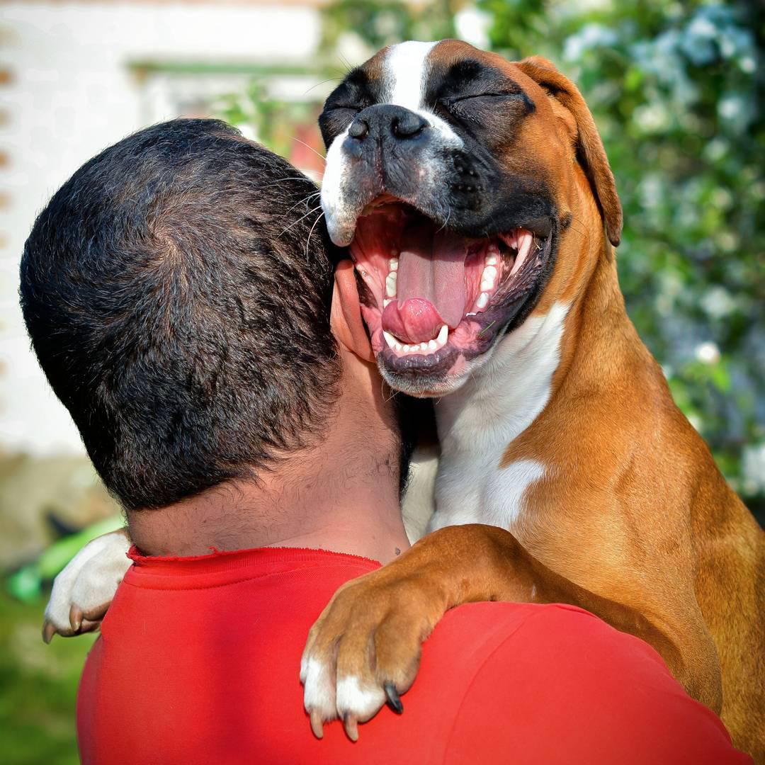 A happy Boxer being carried by a person