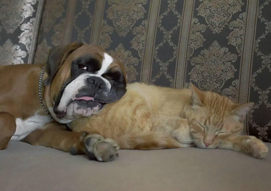 A Boxer lying on the couch with its face on the back of the sleeping cat