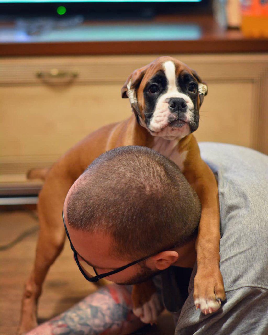 A Boxer puppy with its front legs is over the neck of a man lying on the floor in front of him