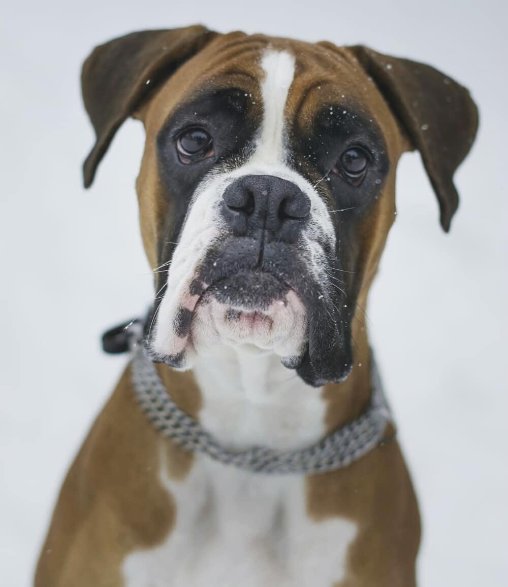 A Boxer sitting in snow with its sad face