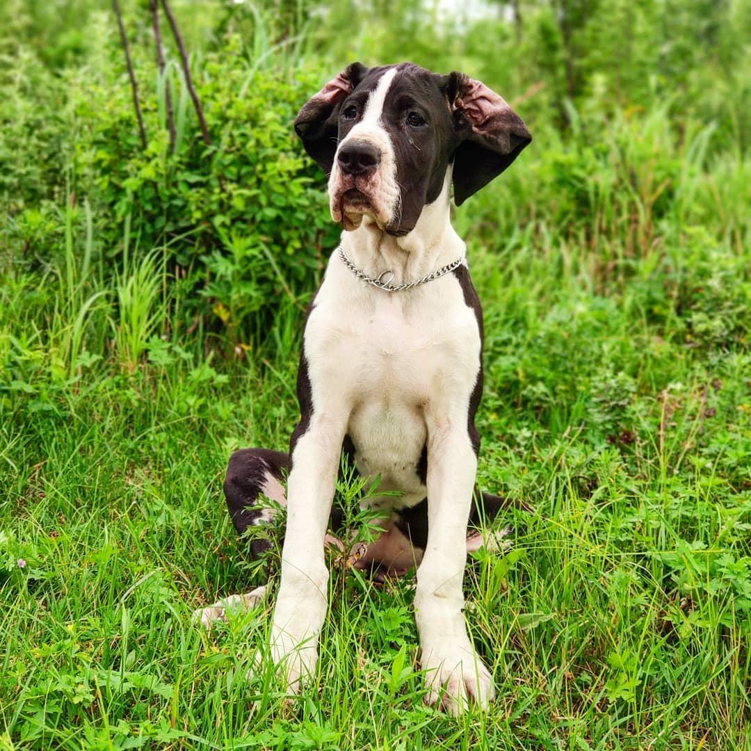 A Great Dane sitting in the forest