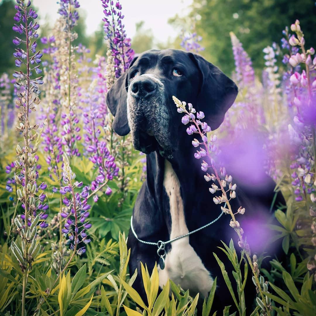 A Great Dane sitting in the field of lavender