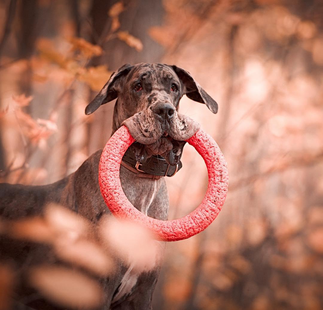 A Great Dane with a ring chew toy in its mouth while standing in the forest