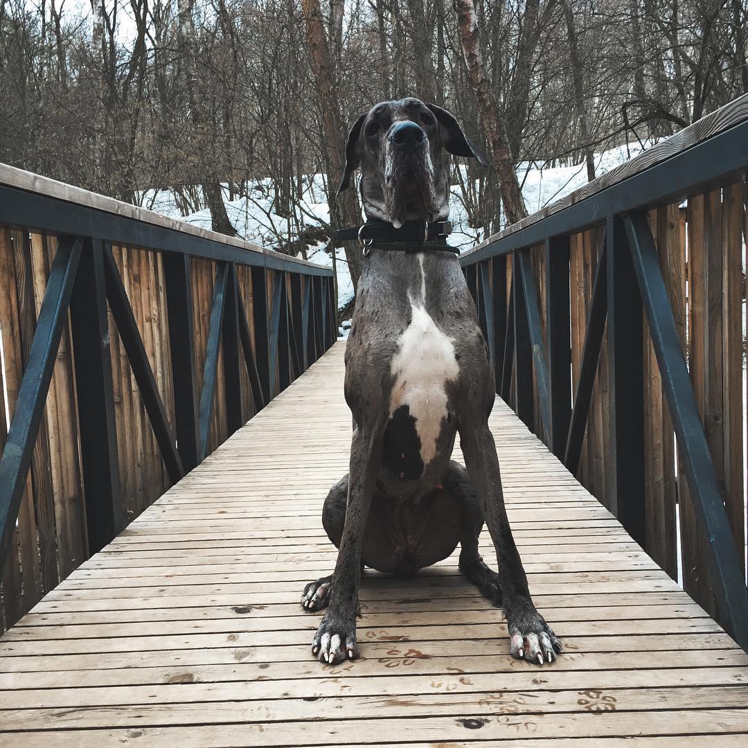 A Great Dane sitting in the bridge during winter