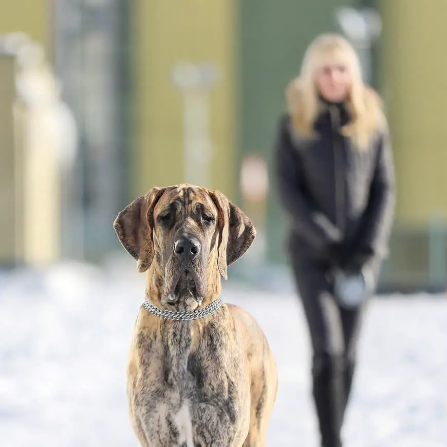 A Great Dane standing outdoors during snow with a woman walking behind him