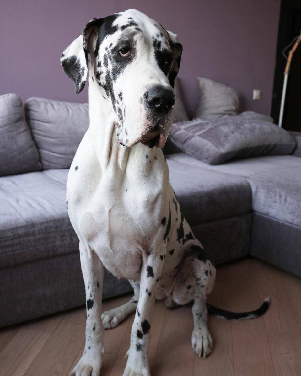 A Great Dane sitting on the floor