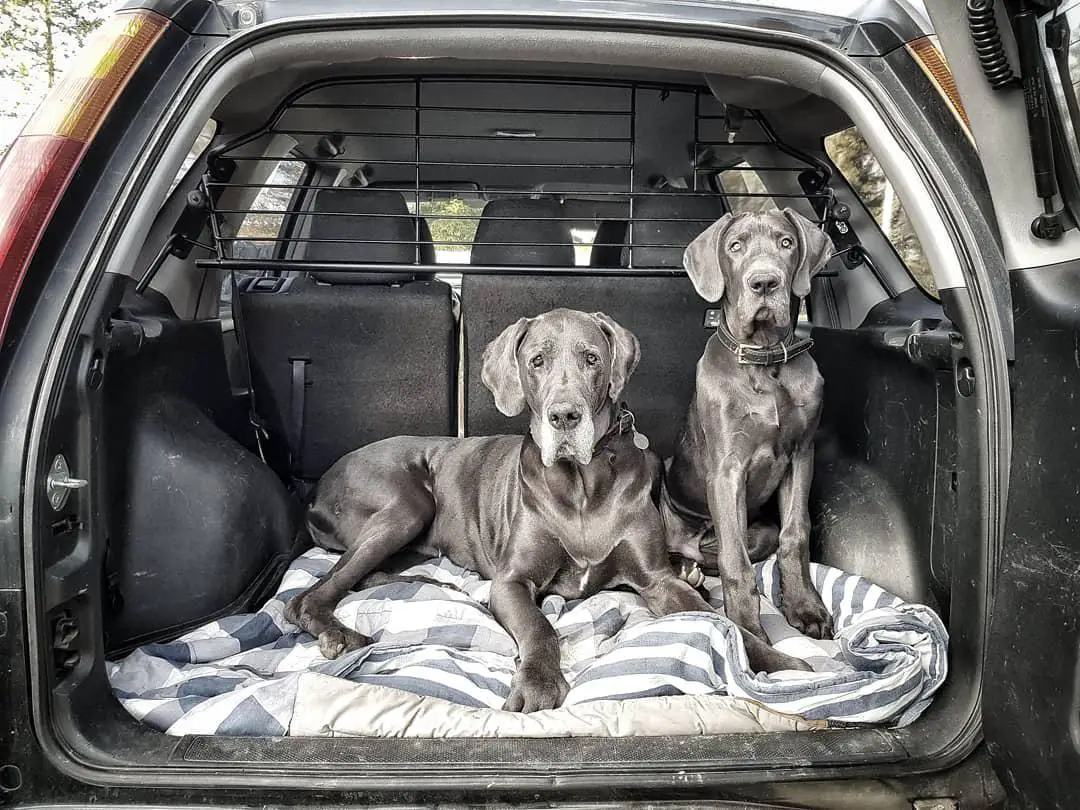 two Great Danes in the car trunk