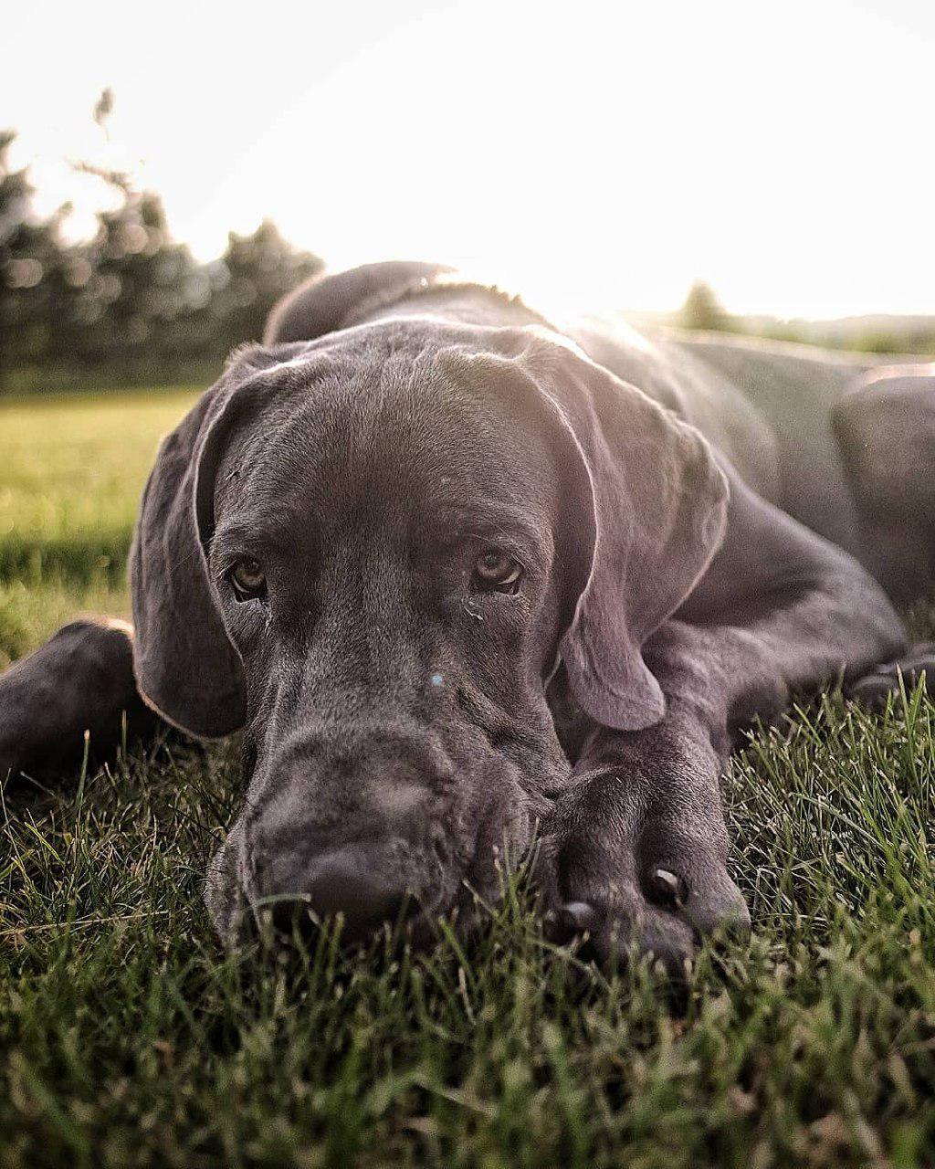 A Great Dane lying on the grass