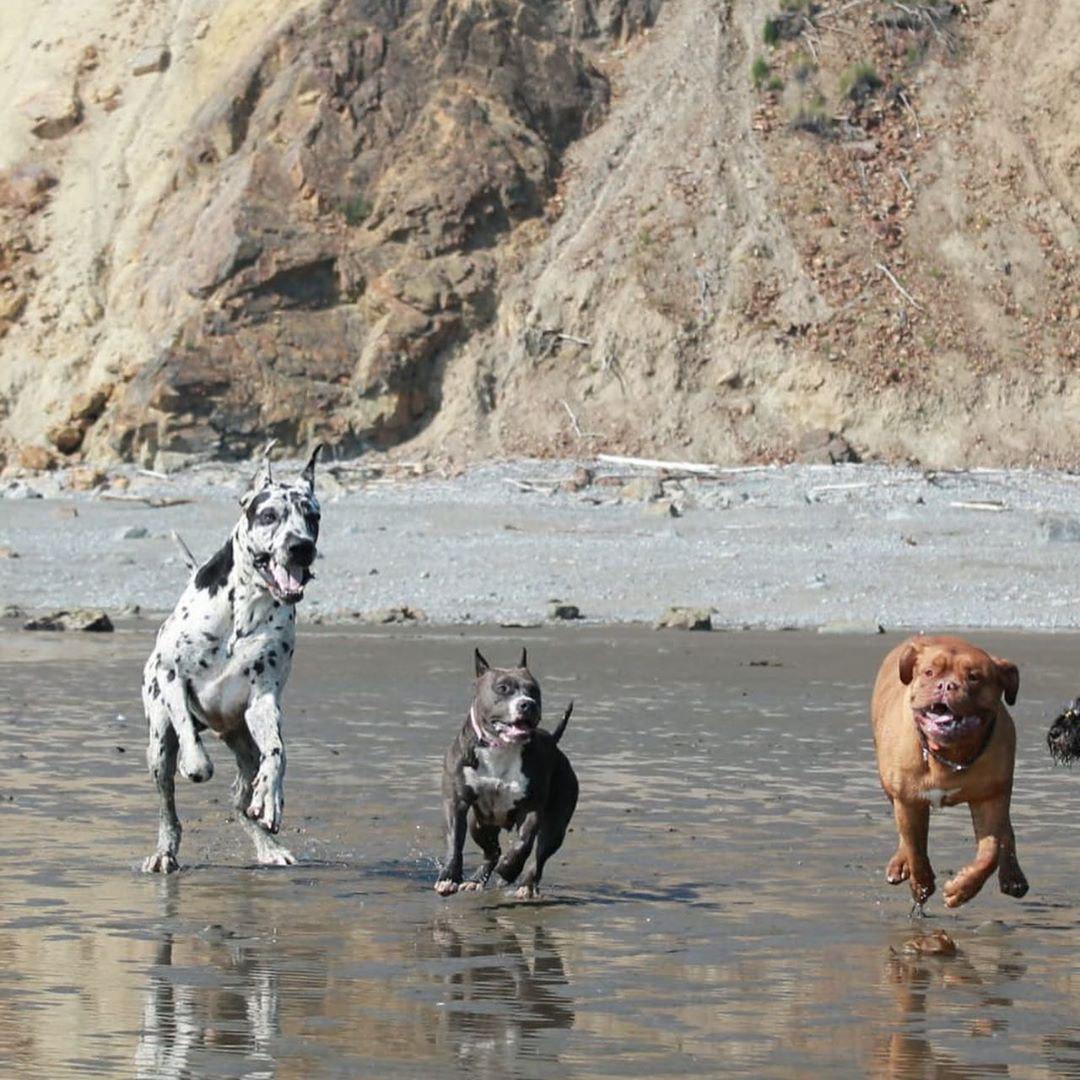 a Great Dane with two other dogs running by the seashore
