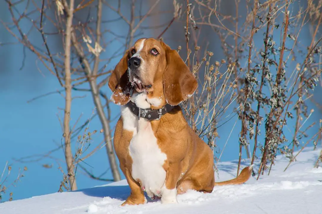 A Basset Hound sitting in snow by the lake