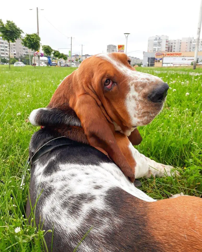 A Basset Hound lying in the field of grass while looking back