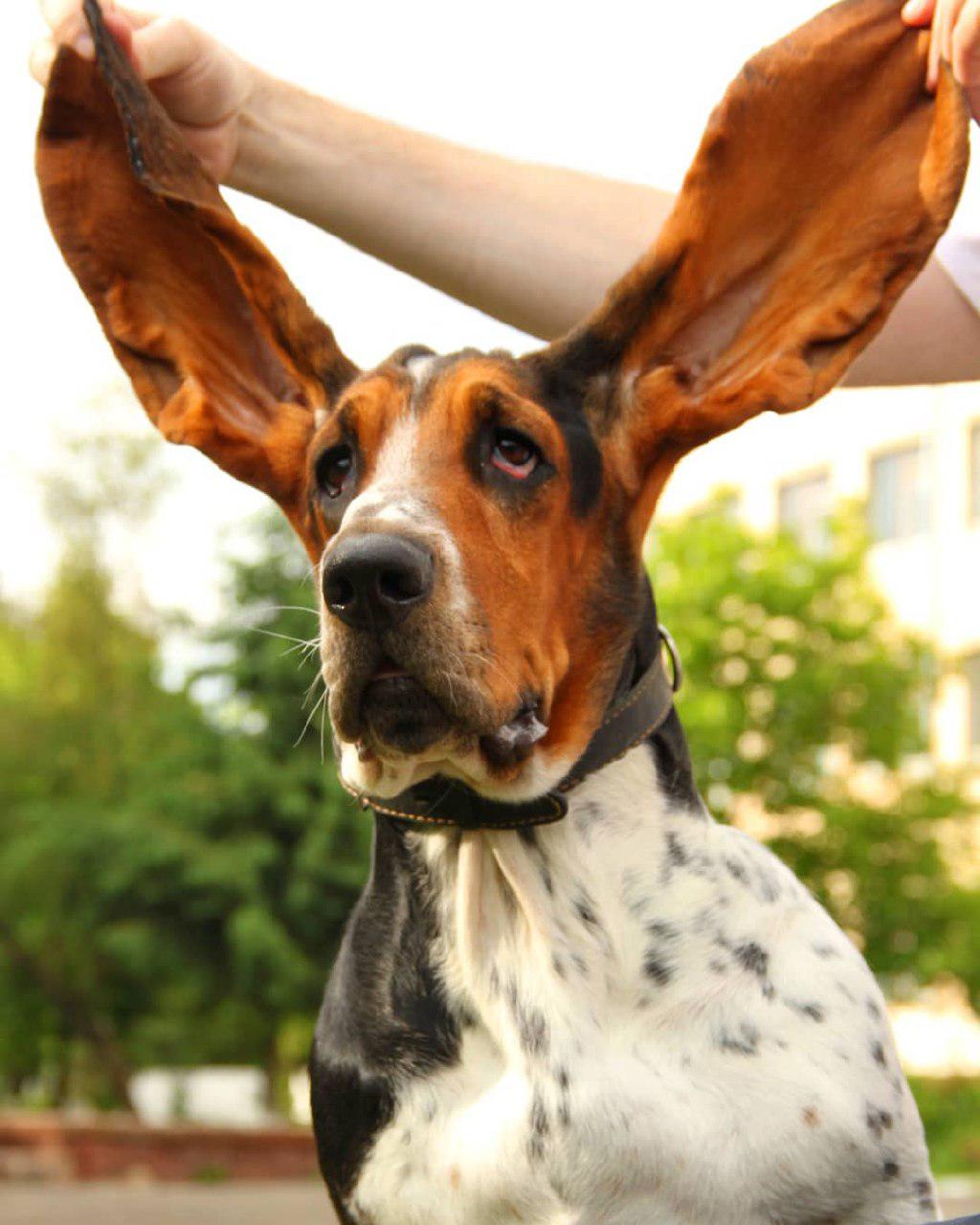 A Basset Hound at the park with its ears spread out