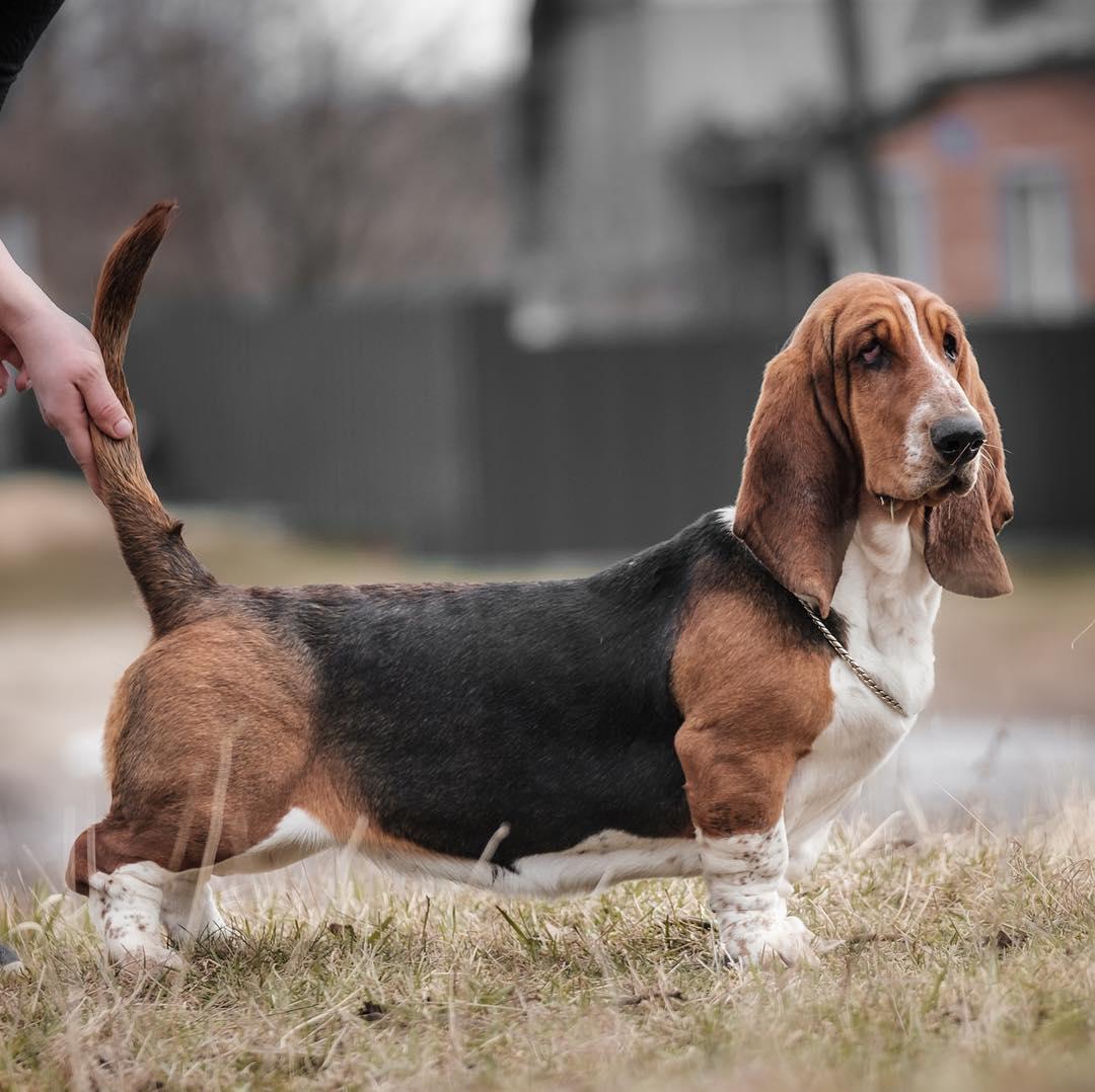 A Basset Hound standing on the grass with its tail being held by a person behind him