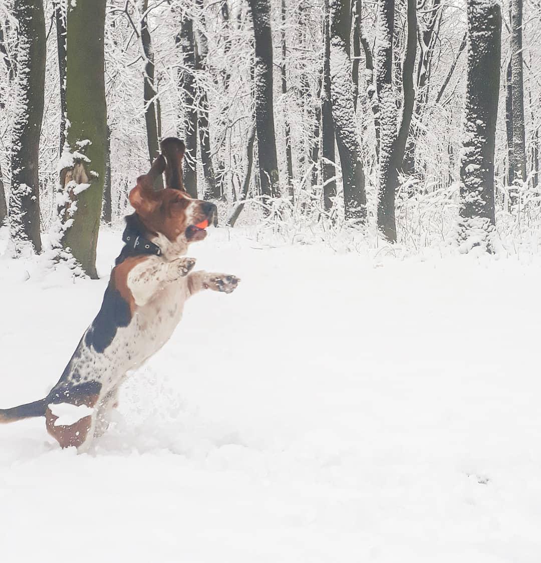 A Basset Hound catching a ball in the forest during snow