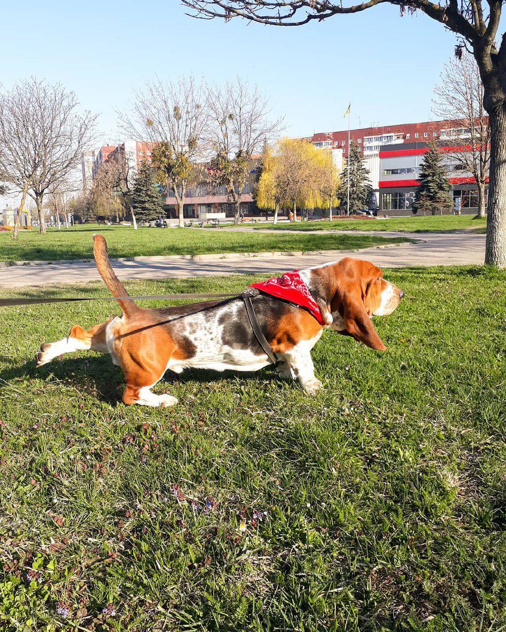 A Basset Hound standing on the grass at the park