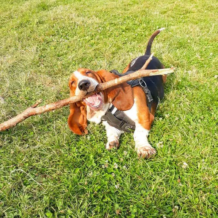 A Basset Hound lying on the grass with a stick in its mouth