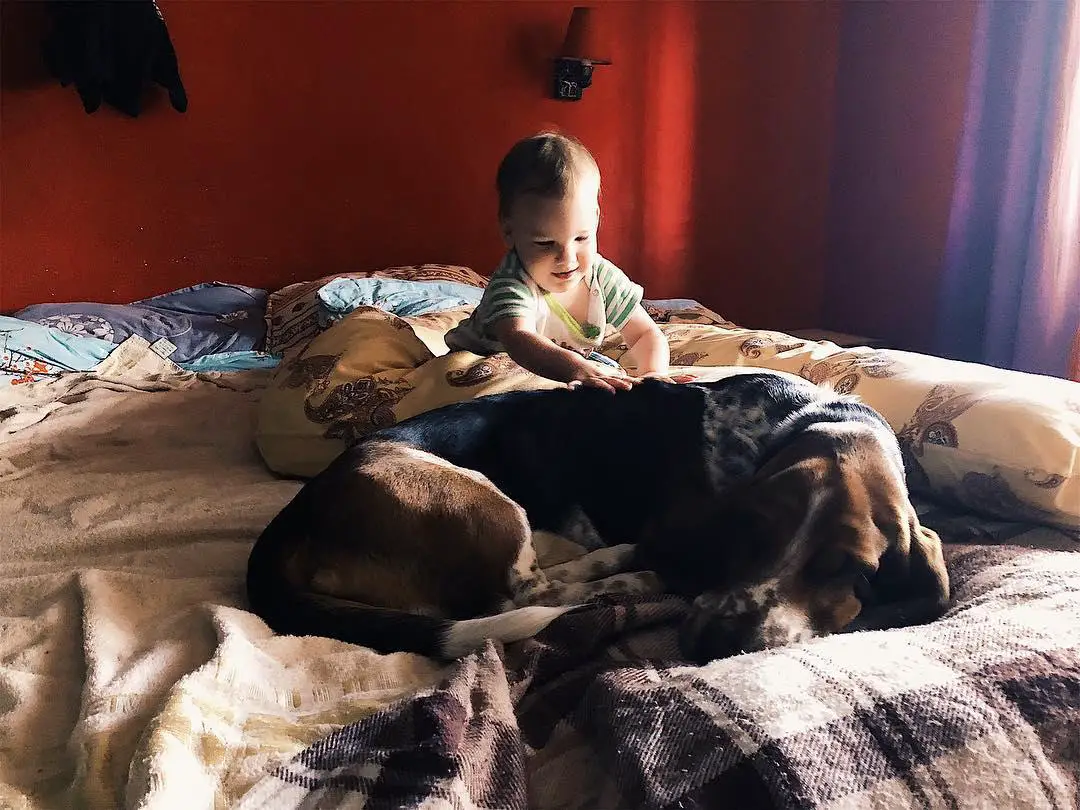 A Basset Hound sleeping on the bed with a toddler sitting behind him