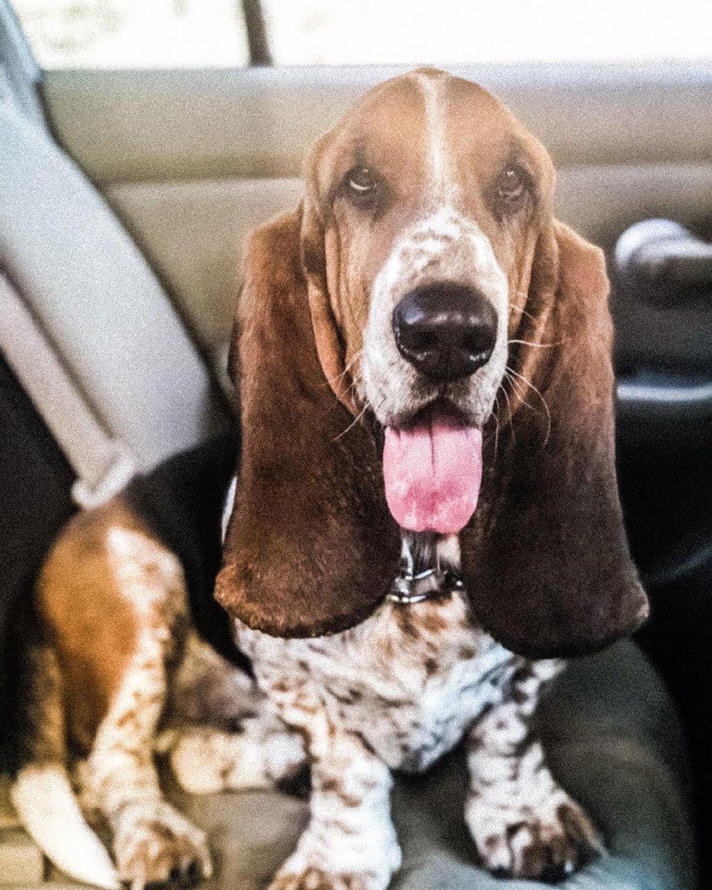 A Basset Hound sitting in the back seat while sticking its tongue out