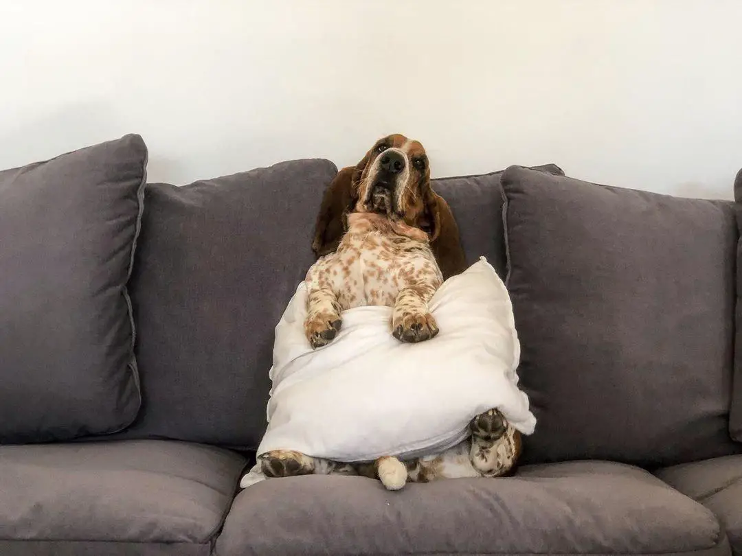 A Basset Hound sitting on the couch with a pillow on its stomach