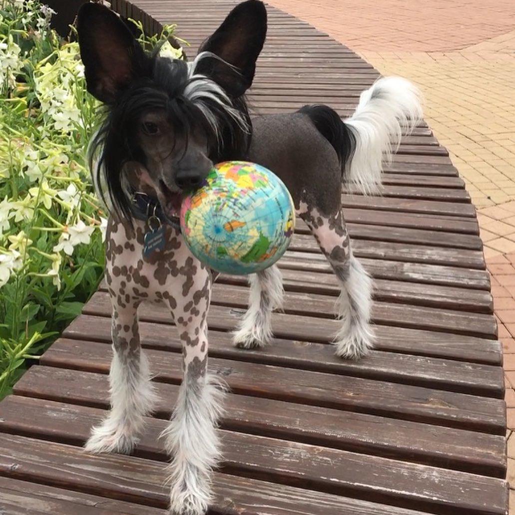 A Chinese Crested standing in the stairway with a globe in its mouth