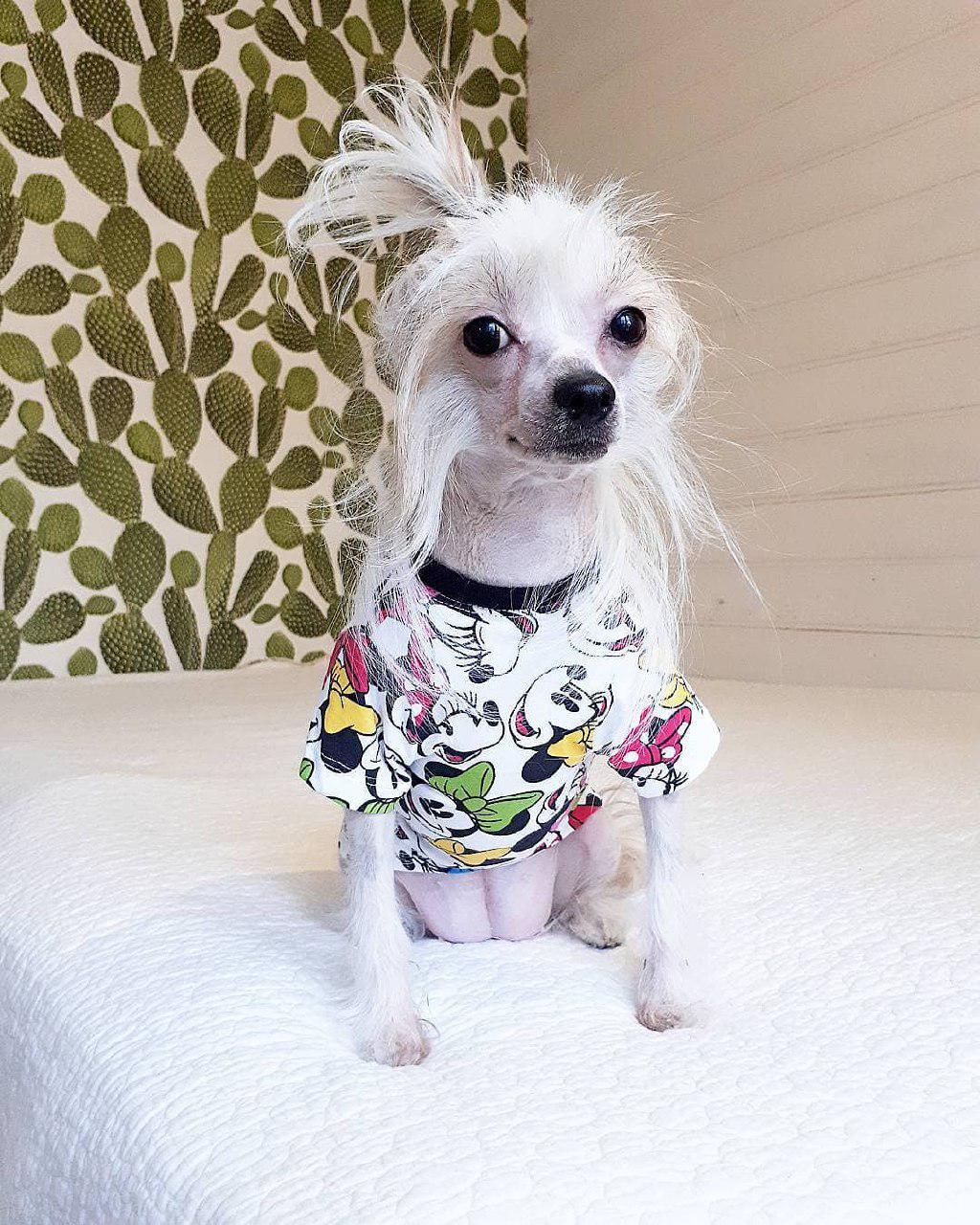 A Chinese Crested wearing a mickey mouse shirt while sitting on the bed