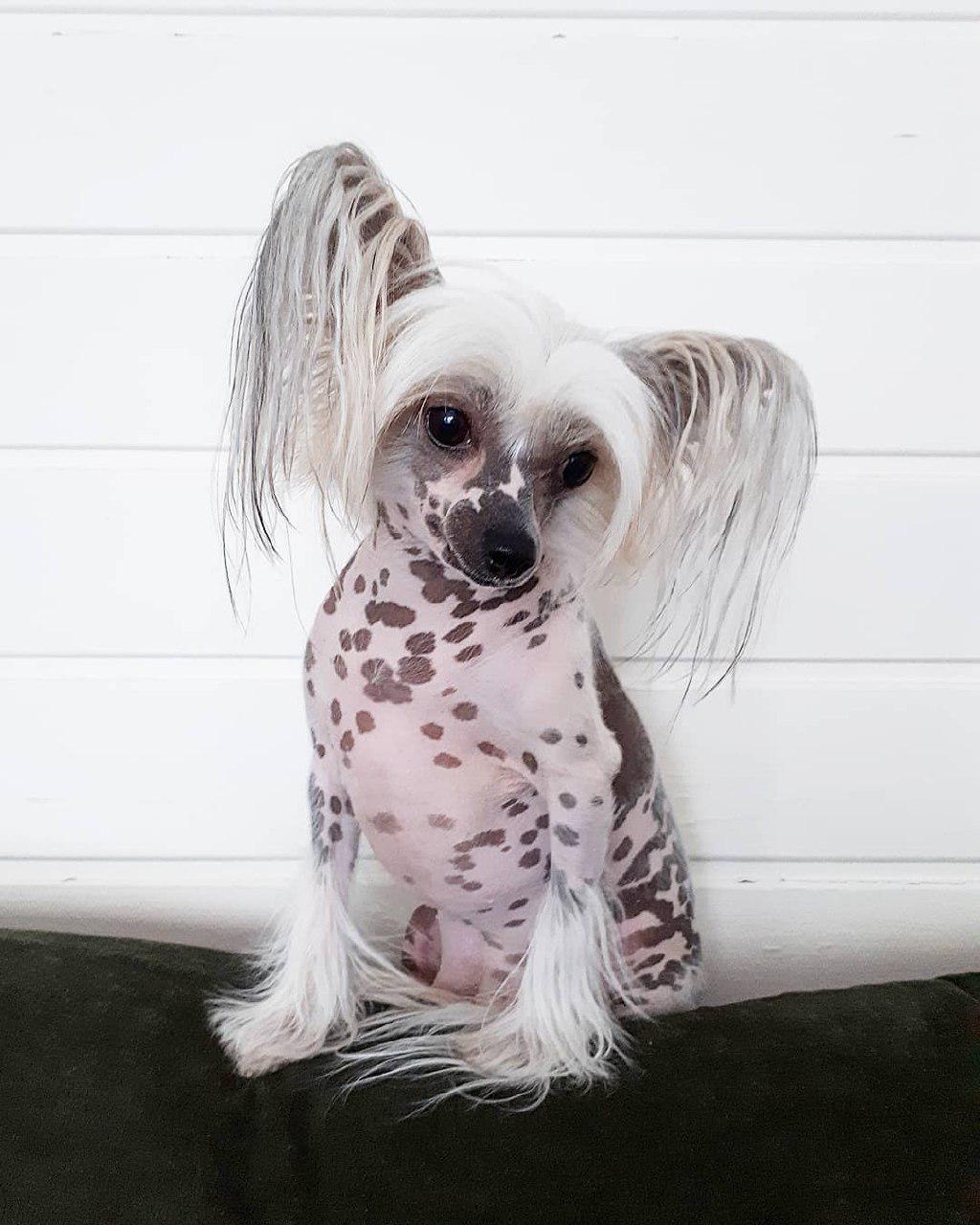 A Chinese Crested sitting on the bed while tilting its head