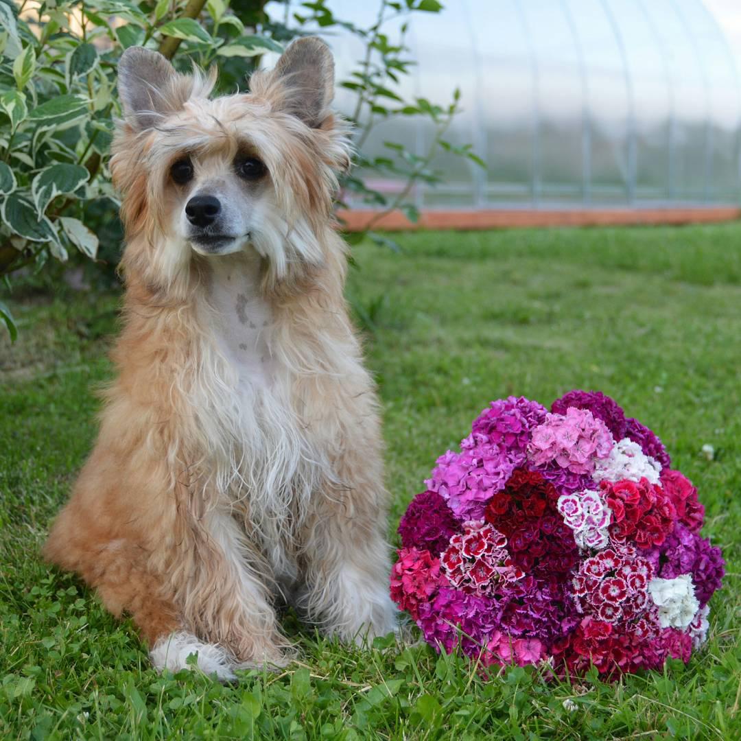 A Chinese Crested sitting on the grass next to a ball of pink flowers