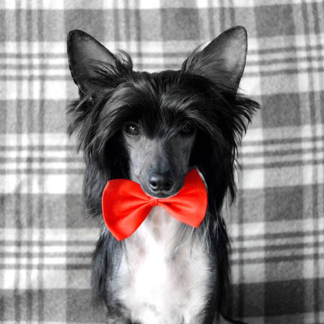 A Chinese Crested wearing red bow tie while sitting on the couch