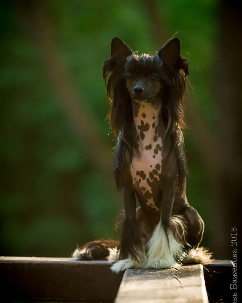 A Chinese Crested sitting on top of of the bench