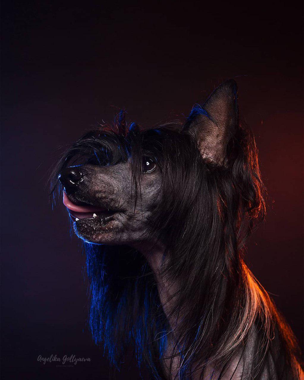 A black Chinese Crested sideways