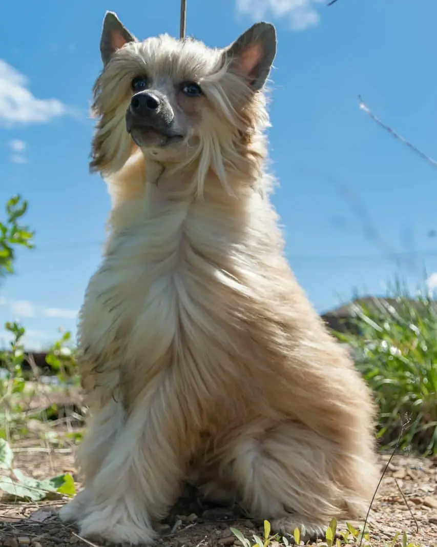 A cream Chinese Crested sitting on the ground