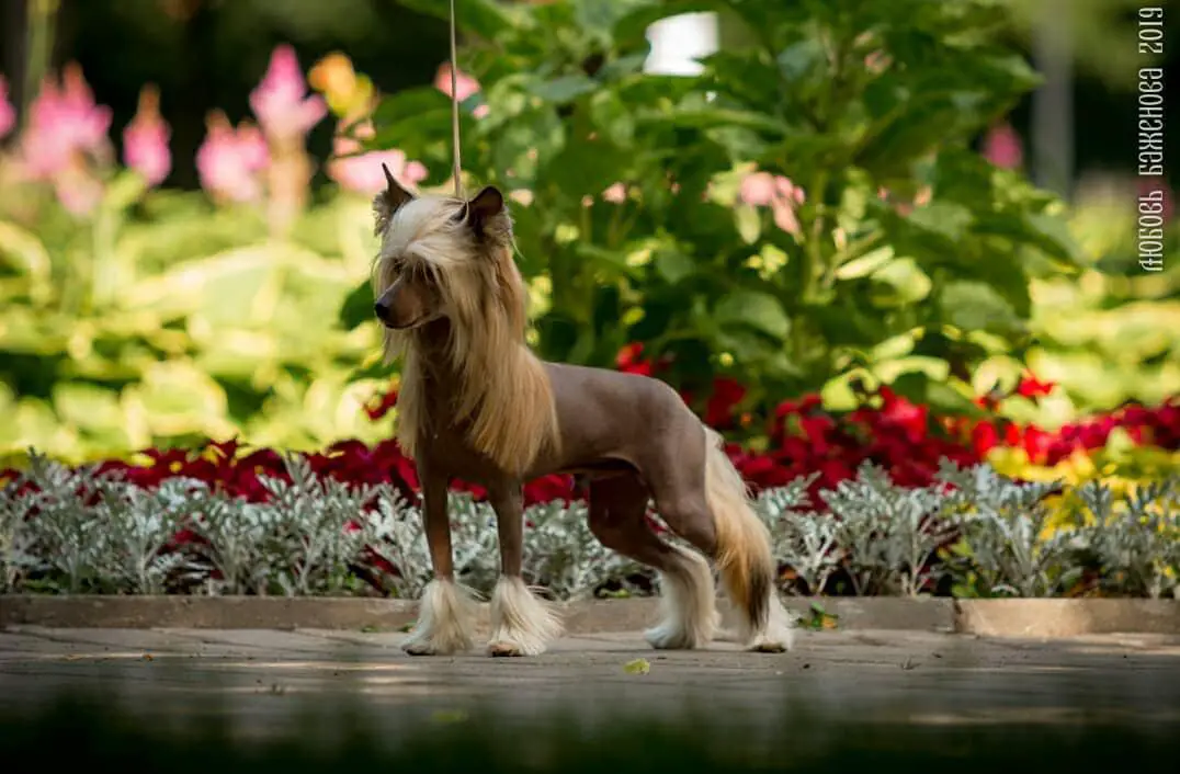 A Chinese Crested standing on the pavement