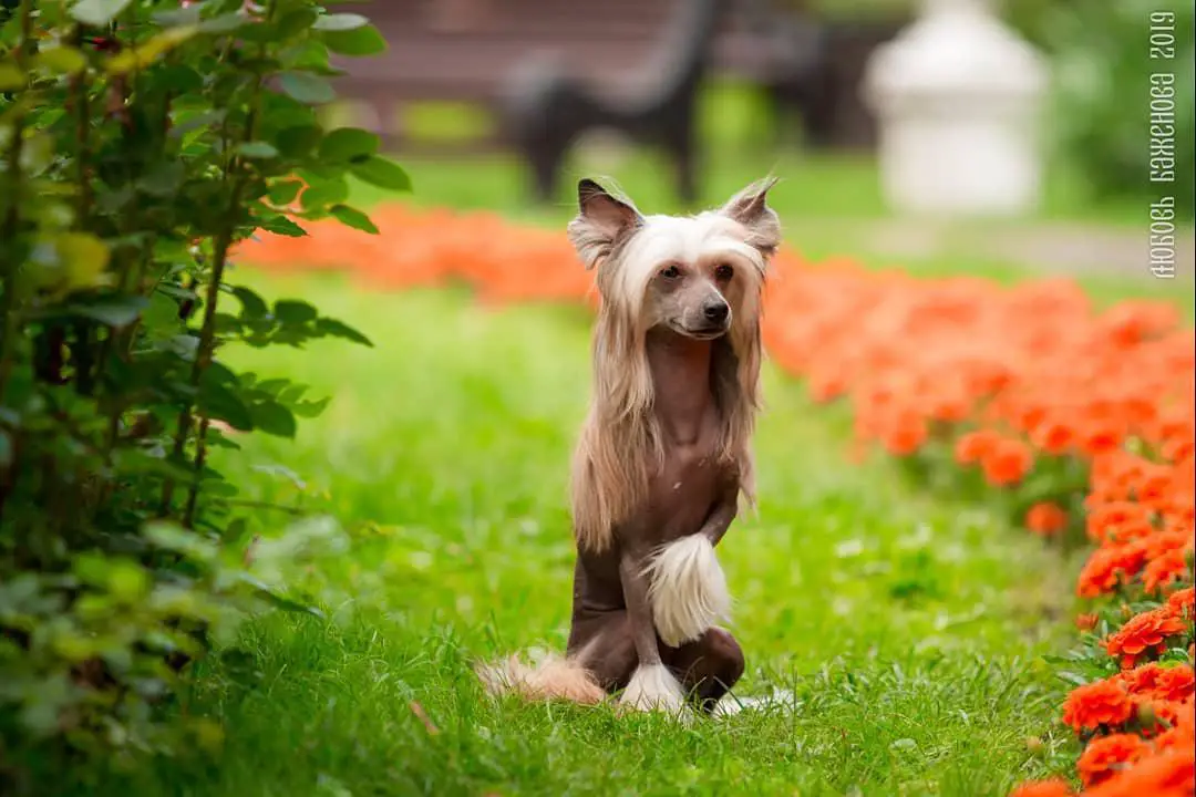 A Chinese Crested siting on the grass in the garden