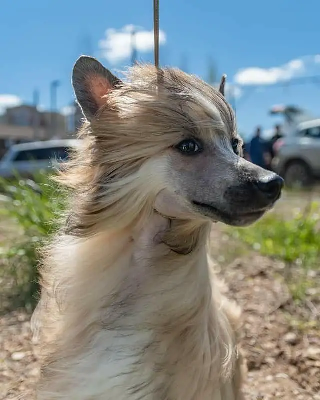 A Chinese Crested with wind on its hair