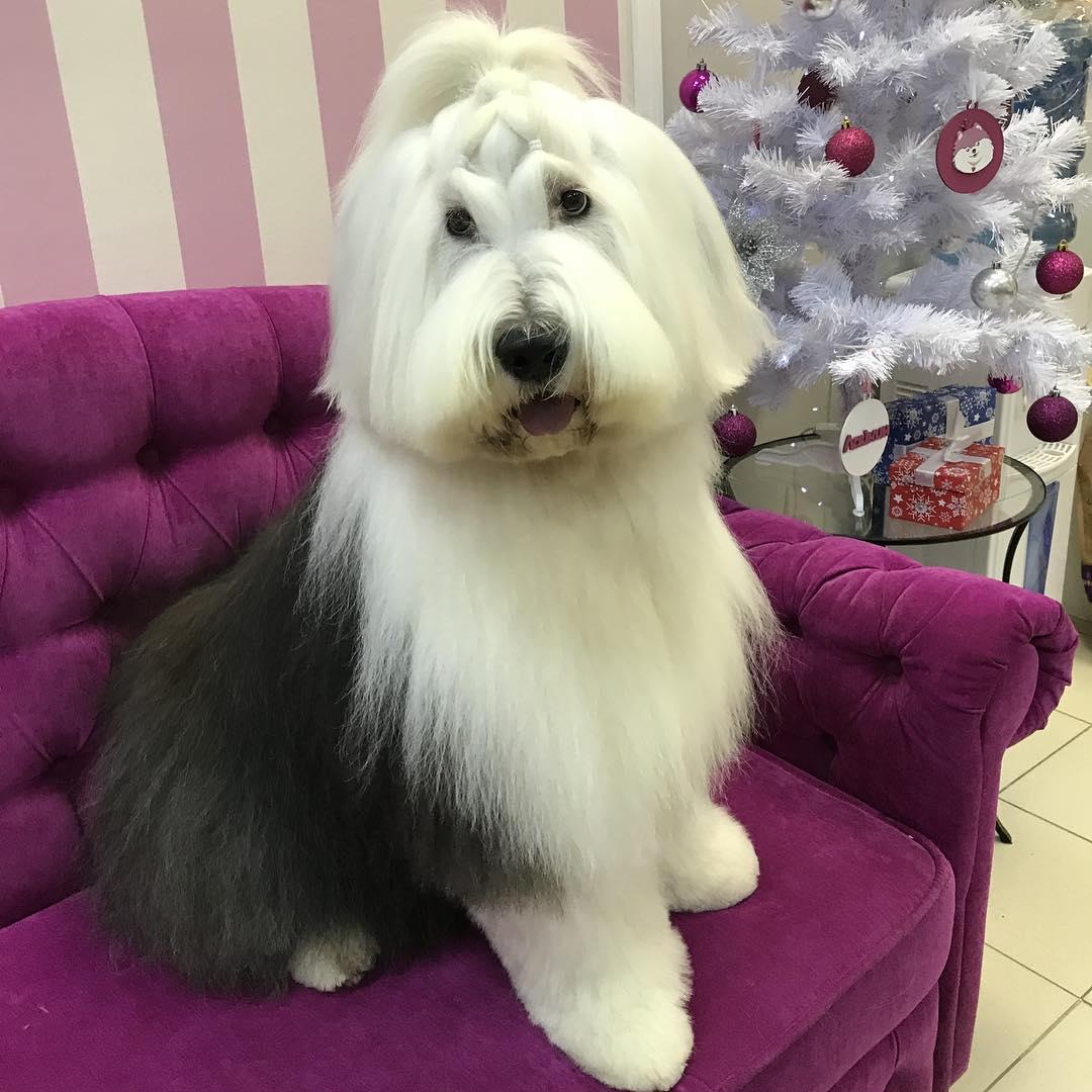 A Bobtail with a straight hair sitting on the purple couch