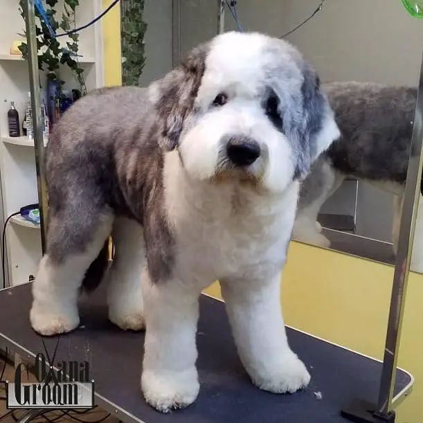 A Bobtail in a summer haircut standing on top of the groomer's table