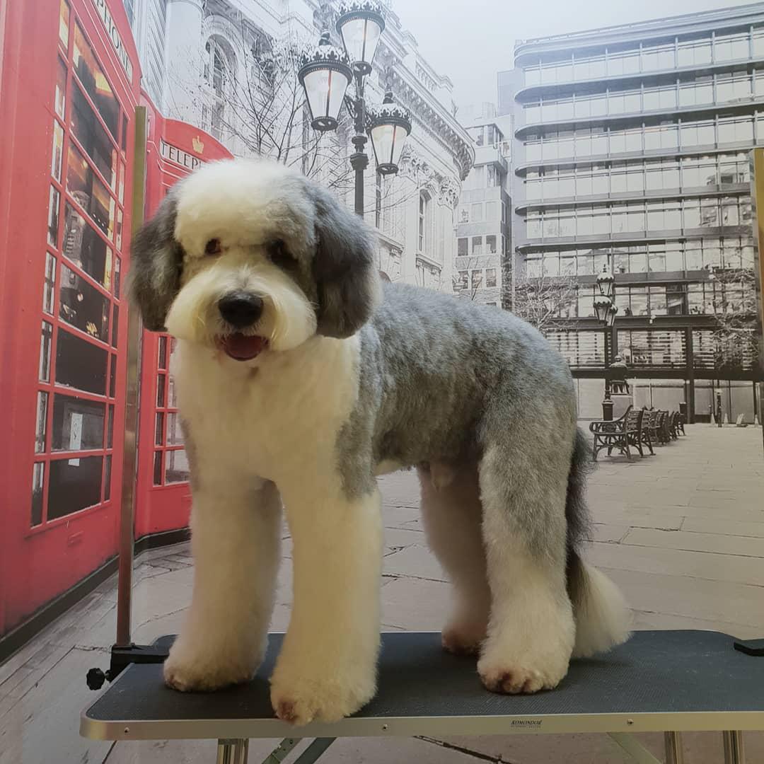 A Bobtail in a summer haircut while standing on top of the grooming table