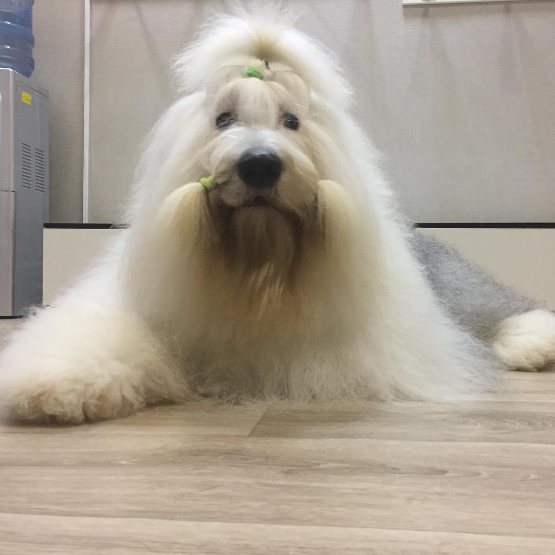 A Bobtail with a long hair lying on the floor